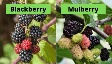 mulberry tree vs blackberry bush.